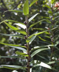 Image: K.A. Ford © Landcare Research 2015 